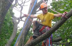 Image of Tree Pruning