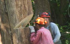 Image of tree felling