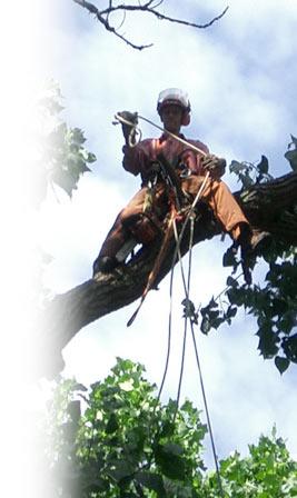 other tree services