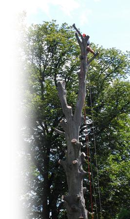 Image of hazard tree cutting